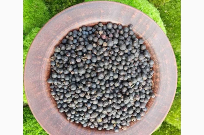 Ялівець ягода- фото № 1