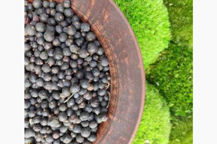 Ялівець ягода- фото № 2