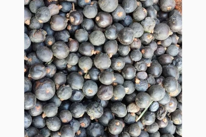 Ялівець ягода- фото № 3