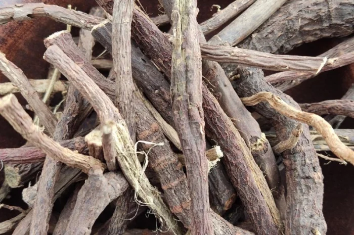 Солодка корінь- фото № 1