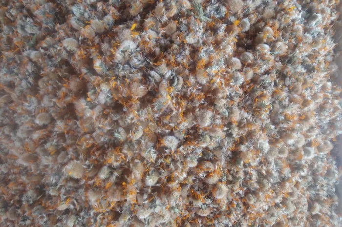 Арніка гірська (Arnica montana)- фото № 1