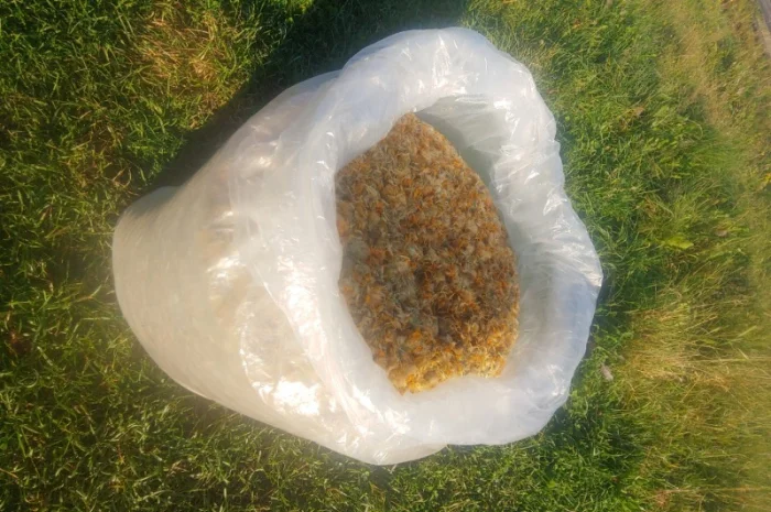 Арніка гірська (Arnica montana)- фото № 3