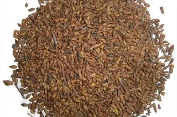 Куплю соснову та березову бруньки- фото № 1