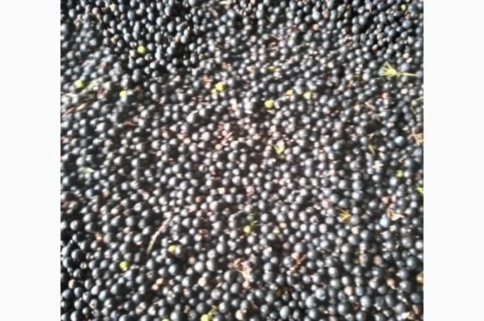 Ялівець ягоди можжевельник- фото № 1