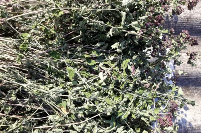 Материнка – лікарська трава для покращення апетиту- фото № 1