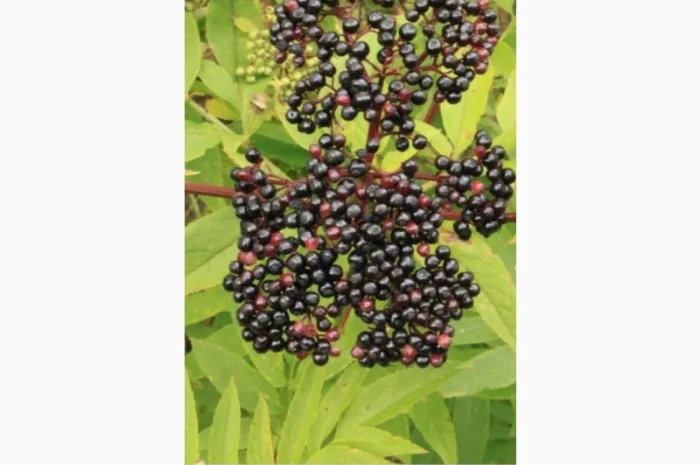 БУЗИНУ ВЫСУШИННУЮ купим у населения и заготовителей- фото № 1