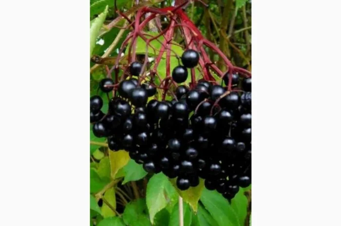 Купим сухую ягоду бузины- фото № 1