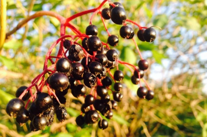 Купим сушеную бузину, рябину, терен, шиповник, боярышник с самовывозом- фото № 1