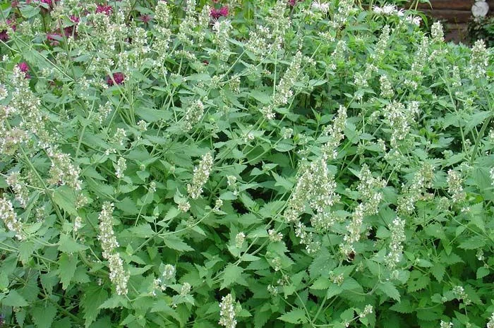 Куплю котовник траву- фото № 1