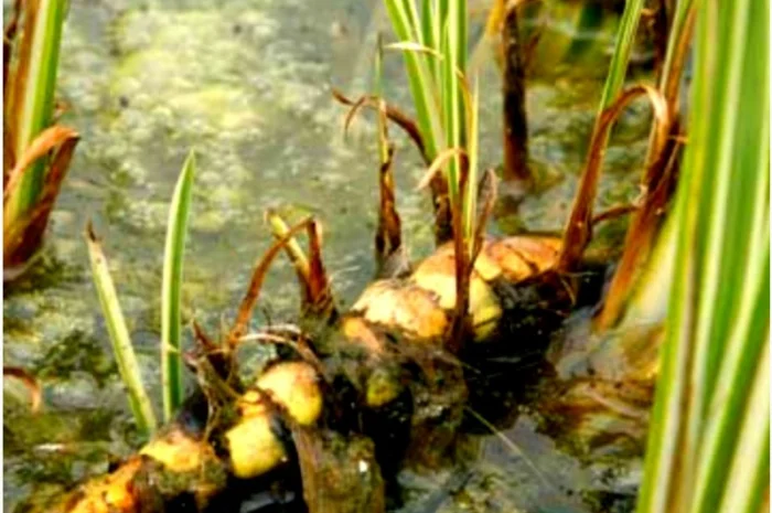 Екстракт аїру- фото № 1