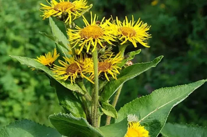 Оман ( девясил)- фото № 1