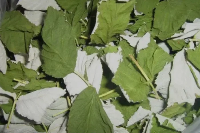 Куплю лист малини лісової- фото № 1