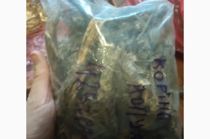 Лікарскі Рослини- фото № 11