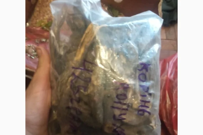 Лікарскі Рослини- фото № 12