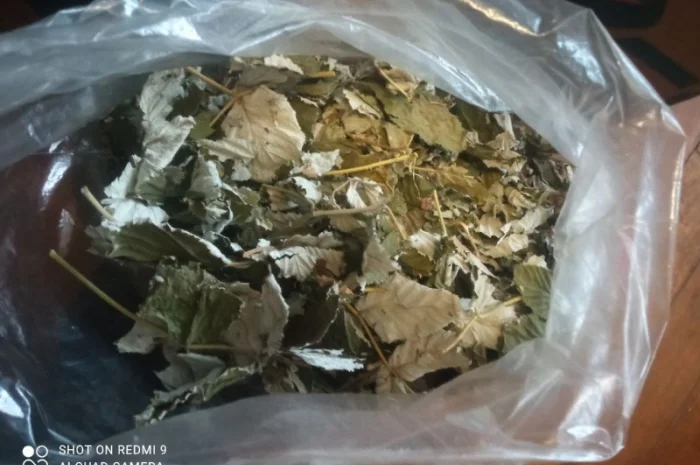 Лікарскі Рослини- фото № 14