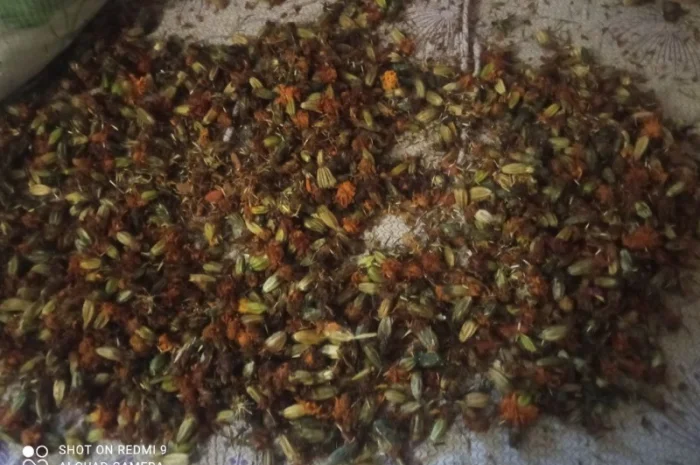 Лікарскі Рослини- фото № 20