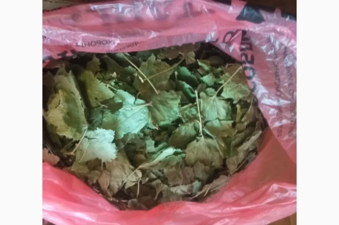 Лікарскі Рослини- фото № 4