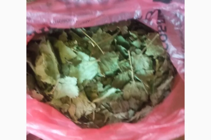 Лікарскі Рослини- фото № 5