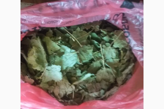 Лікарскі Рослини- фото № 6