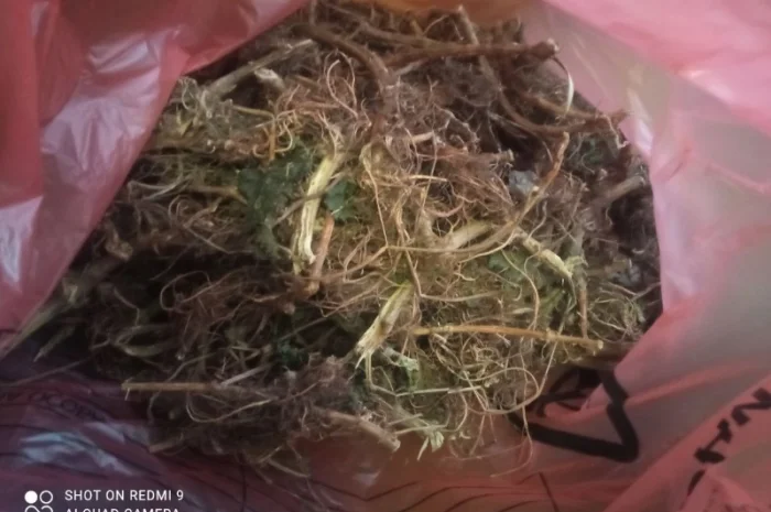 Лікарскі Рослини- фото № 7