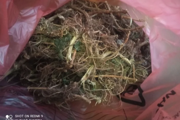 Лікарскі Рослини- фото № 8