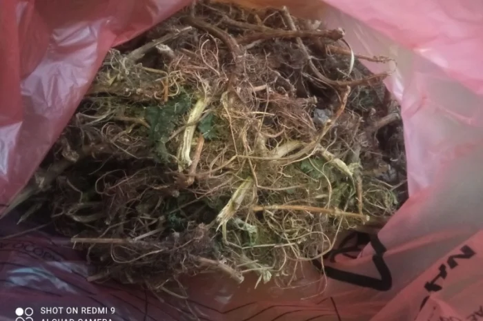 Лікарскі Рослини- фото № 9