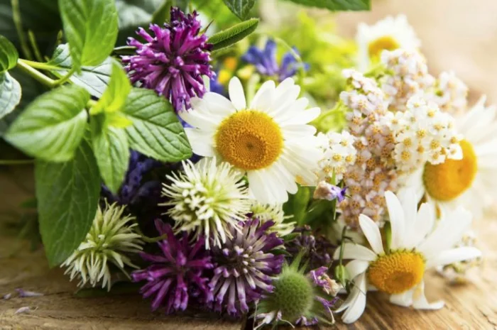 Лікарські трави- фото № 1