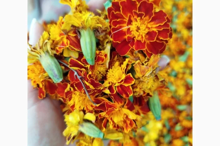 Продаются цветы чернобривцев- фото № 1