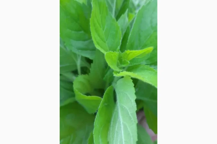 Продается ароматная мята- фото № 1