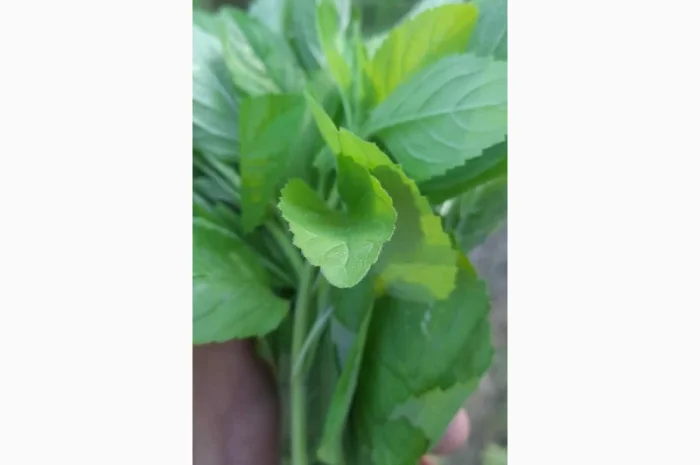 Продается ароматная мята- фото № 2