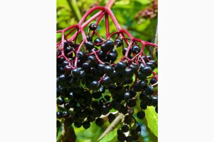 Купим сушеную ягоду бузины оптом- фото № 1