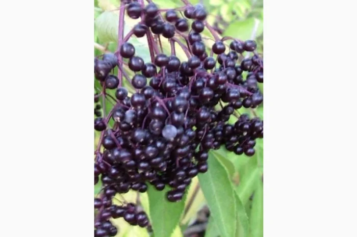 Только сухую ягоду Закупаем.Бузина- фото № 1