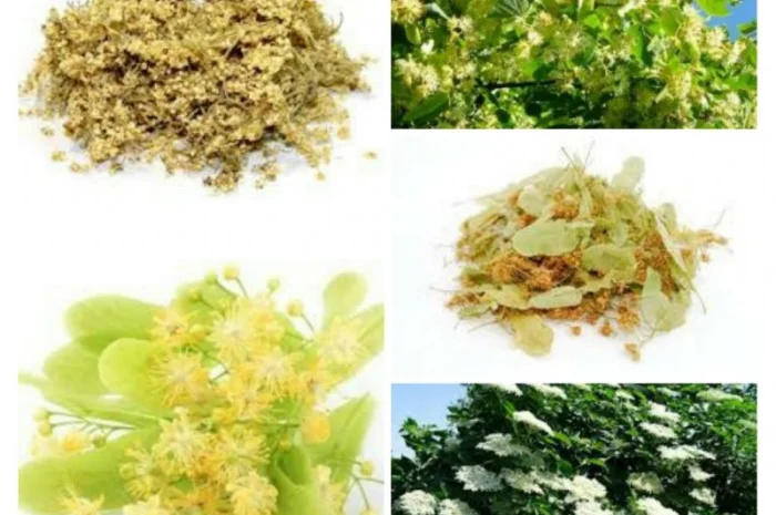 КУПЛЮ цвіт ЛИПИ цвет липы- фото № 2