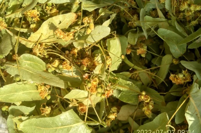 КУПЛЮ цвіт ЛИПИ цвет липы- фото № 3