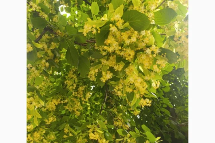 Куплю липу- фото № 1