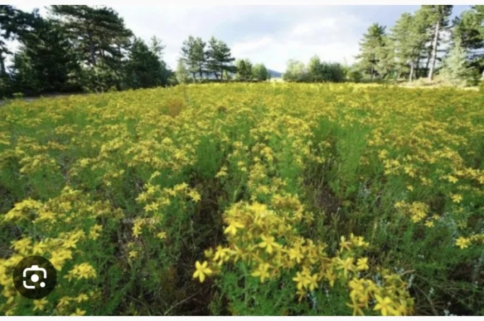 Куплю звіробій- фото № 1