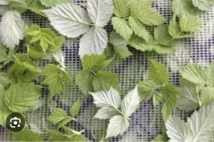 Куплю (сирий та сухий) лист малини- фото № 2