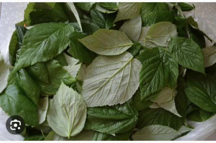 Куплю (сирий та сухий) лист малини- фото № 3