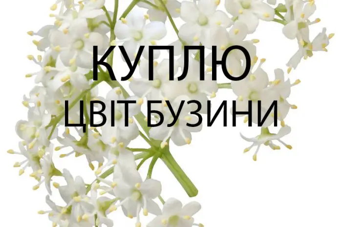 Куплю свежесорванный цвет бузины оптом- фото № 1