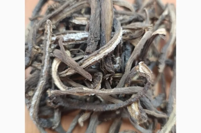 Куплю коріння лопуха- фото № 1