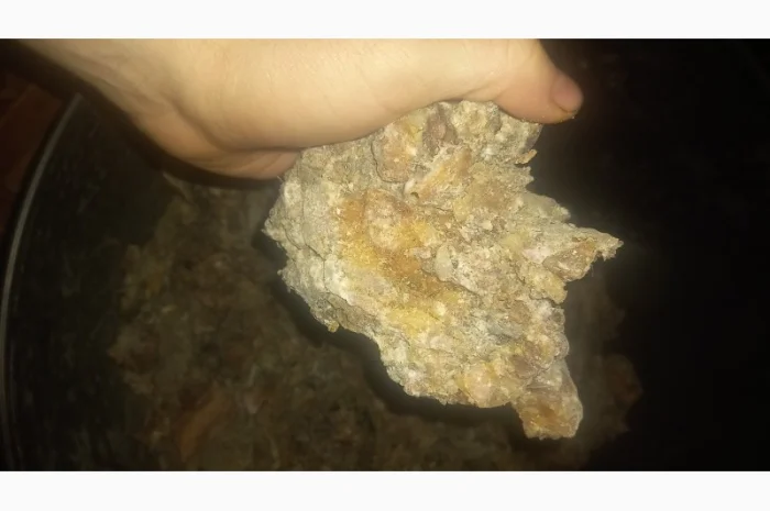 Продам живицю ялову суху( смерека)- фото № 2