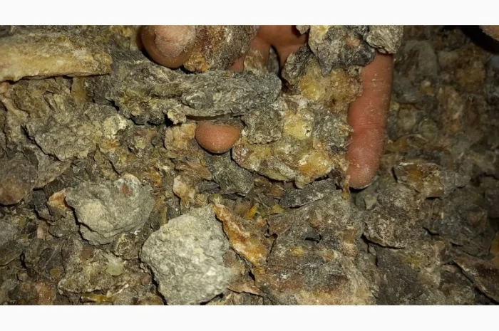 Продам живицю ялову суху( смерека)- фото № 4