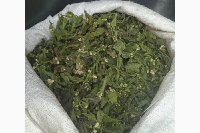 Куплю яснотку- фото № 1