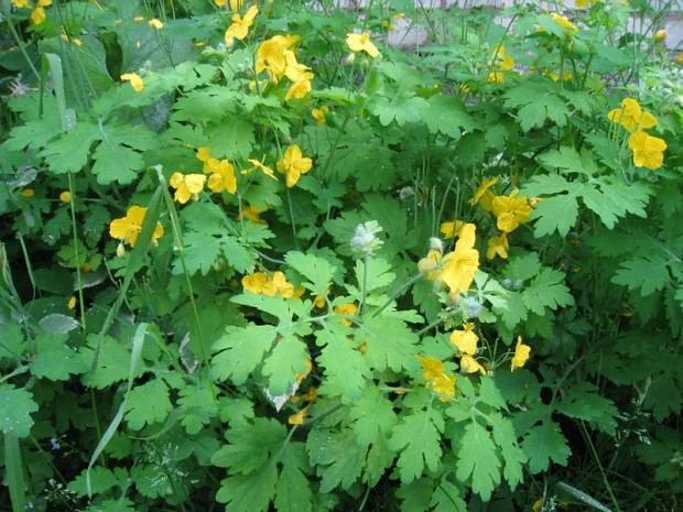 Куплю чистотіл- фото № 1