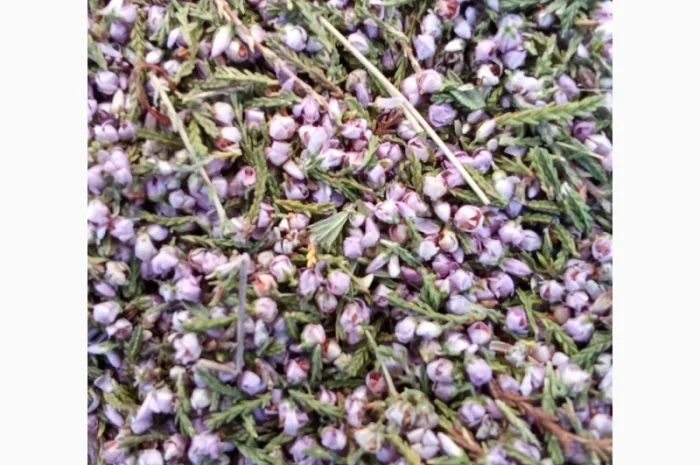 Продам оптом лікарські рослини від 1т- фото № 1