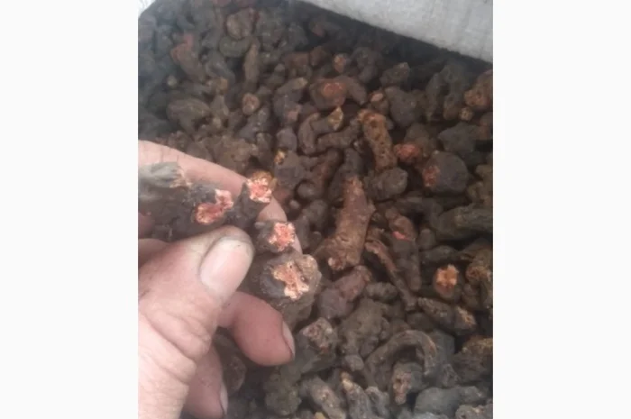 Продам оптом лікарські рослини від 1т- фото № 3