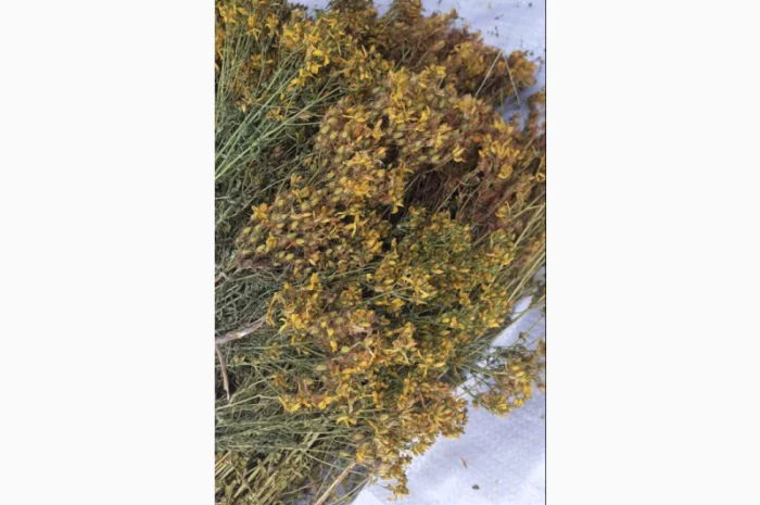 Продам оптом лікарські рослини від 1т- фото № 4