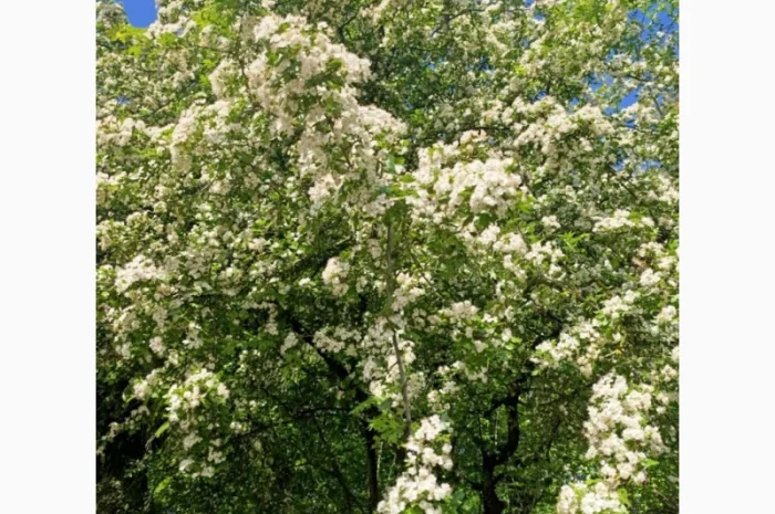 Куплю глід- фото № 1