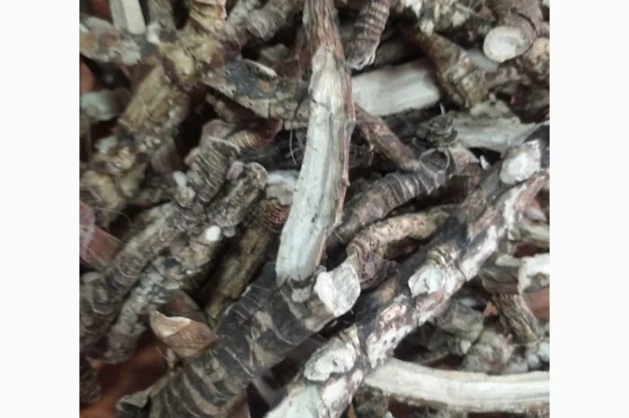 Куплю коріння- фото № 3