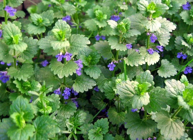 Куплю розхідник траву (будра)- фото № 1